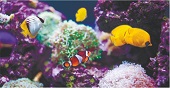 Подводный мир Подводный мир