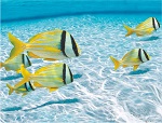 морские жители морские жители