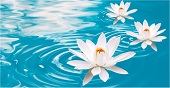 Водяная лилия Водяная лилия